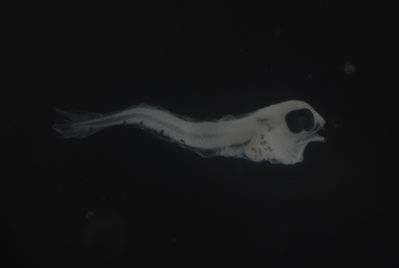 Nannosalarias nativitatis
- Field ID: FLMOO 1075
- Collection date: 2010-3-24
- Collection method: Plancton Tow
- GPS: 17.613028 - 149.821611
- Depth: -50m
- Standard length: 2.4mm
- COI DNA seq.: 
CCTCTACATAATCTTTGGTGCATGAGCAGGTATAGTAGGTACGGCTTTAAGCCTGCTAATTCGGGCAGAGCTAAGCCAGCCAGGAGCCCTCTTAGGAGACGACCAAATTTATAATGTAATCGTTACAGCCCATGCTTTCGTTATAATCTTCTTTATAGTAATACCAATCATGATTGGCGGGTTTGGCAATTGACTAATCCCCTTGATGATTGGAGCACCTGATATGGCCTTCCCGCGAATAAATAATATGAGCTTCTGGCTACTCCCACCCTCTTTCCTTCTTCTTCTAGCTTCTTCTGGCGTGGAAGCAGGGGCCGGTACGGGCTGAACTGTATACCCACCCCTTTCCGGGAATCTAGCACATGCAGGAGCTTCCGTAGACTTGACAATCTTTTCCCTCCATCTAGCGGGAGTGTCTTCAATTCTGGGGGCTATTAATTTTATTACTACTATTATTAATATGAAACCCCCAGCCATTTCGCAGTACCAGACACCCTTGTTTGTCTGGGCCGTTCTTATTACAGCTGTCCTTCTCCTTCTTTCCCTCCCCGTCTTAGCTGCTGGTATTACAATGCTTCTAACAGATCGAAATTTAAACACAACCTTCTTCGACCCTGCAGGAGGTGGAGACCCCATTCTTTACCAACATCTATTC
