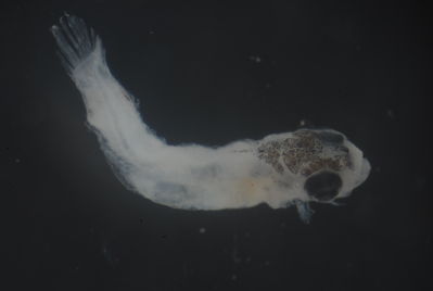 Actinopterygii
- Field ID: FLMOO 1087
- Collection date: 2010-3-24
- Collection method: Plancton Tow
- GPS: 17.613028 - 149.821611
- Depth: -50m
- Standard length: 3.3mm
- COI DNA seq.: 
CCTTTATATAGTATTTGGTGCTTTCGCCGGGATAATTGGCACTGCTTTAAGCCTCATTATTCGAGCAGAGCTGAGCCAGCCCGGCACACTTTTAGGCGACGACCAACTTTATAACGTAATCGTTACCGCTCACGCTTTCGTAATAATCTTTTTTATAGTTATACCTATTATAATCGGGGGCTTTGGGAACTGATTGGTGCCCTTAATAATTGGAGCCCCAGACATAGCTTTTCCGCGAATAAACAATATAAGTTTTTGACTTCTTCCCCCTTCTTTTCTTCTTCTTCTTGCTTCCTCAGCTGTTGAAGCTGGGGCCGGCACTGGTTGAACTGTCTATCCTCCTTTATCCGCGAATCTCGCACATGCCGGGGCTTCTGTCGATTTAGCTATTTTTTCTTTACATTTAGCAGGTATCTCCTCGATTTTAGGGGCTATTAATTTTATTACAACAATTATTAACATGAAACCTCCGGCTGCTACTCAATACCACACGCCCTTATTTGTCTGGGCAGTTCTTATTACAGCTGTCCTTCTACTTCTCTCCCTTCCTGTCCTTGCTGCAGGGATTACAATACTTTTAACTGACCGTAACCTTAACACAACCTTTTTTGACCCTGCTGGTGGAGGAGACCCAATTCTTTATCAACACCTTTTT

