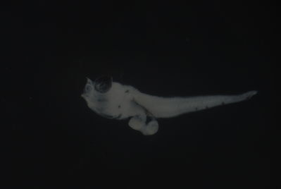Entomacrodus cymatobiotus
- Field ID: FLMOO 1096
- Collection date: 2010-3-24
- Collection method: Plancton Tow
- GPS: 17.556333 - 149.768861
- Depth: -50m
- Standard length: 2.0mm
- COI DNA seq.: 
CCTTTATCTAGTATTTGGTGCTTGAGCAGGAATAGTGGGAACAGCCCTAAGCCTGCTAATCCGAGCCGAACTAAGTCAACCGGGGGCCCTCCTAGGAGACGATCAGATTTATAATGTAATCGTTACGGCCCATGCCTTCGTAATAATTTTCTTTATAGTAATACCAATTATGATTGGCGGATTCGGGAATTGGCTTATCCCTTTAATAATCGGAGCCCCTGATATAGCCTTTCCACGGATAAACAACATAAGCTTCTGACTTCTCCCCCCCTCTTTTCTCCTTCTACTAGCTTCTTCGGGCGTAGAGGCGGGTGCCGGTACAGGATGAACTGTATATCCCCCTCTATCCGGAAACCTTGCCCATGCAGGGGCTTCTGTGGACCTAACCATCTTTTCACTTCACCTAGCAGGGGTATCCTCAATCTTAGGAGCTATCAACTTCATTACCACTATCATCAACATAAAACCTCCCGCAATCTCCCAATATCAAACGCCCTTATTTGTTTGAGCAGTACTTATTACAGCTGTACTCCTTCTTCTATCTTTACCGGTTCTGGCTGCCGGAATCACAATACTTCTTACTGACCGAAATCTAAATACTACCTTCTTTGACCCTGCAGGAGGGGGGGATCCCATTTTATATCAGCACCTGTTC
