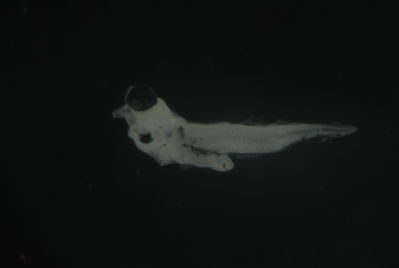 Entomacrodus cymatobiotus
- Field ID: FLMOO 1105
- Collection date: 2010-3-24
- Collection method: Plancton Tow
- GPS: 17.518717 - 149.922469
- Depth: -50m
- Standard length: 1.7mm
- COI DNA seq.:
CCTTTATCTAGTATTTGGTGCTTGAGCAGGAATAGTGGGAACAGCCCTAAGCCTGCTAATCCGAGCCGAACTAAGTCAACCGGGGGCCCTCCTAGGAGACGATCAGATTTATAATGTAATCGTTACGGCCCATGCCTTCGTAATAATTTTCTTTATAGTAATACCAATTATGATTGGCGGATTCGGGAATTGGCTTATCCCTTTAATAATCGGAGCCCCTGATATAGCCTTTCCACGGATAAACAACATAAGCTTCTGACTTCTCCCCCCCTCTTTTCTCCTTCTACTAGCTTCTTCGGGCGTAGAGGCGGGTGCCGGTACAGGATGAACTGTATATCCCCCTCTATCCGGAAACCTTGCCCATGCAGGGGCTTCTGTGGACCTAACCATCTTTTCACTTCACCTAGCAGGGGTATCCTCAATCTTAGGAGCTATCAACTTCATTACCACTATCATCAACATAAAACCTCCCGCAATCTCCCAATATCAAACGCCCTTATTTGTTTGAGCAGTACTTATTACAGCTGTACTCCTTCTTCTATCTTTACCGGTTCTGGCTGCCGGAATCACAATACTTCTTACTGACCGAAATCTAAATACTACCTTCTTTGACCCTGCAGGAGGGGGGGATCCCATTTTATATCAGCACCTGTTC
