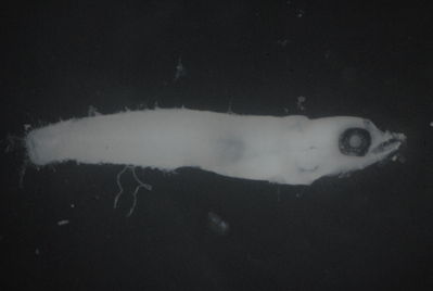 Actinopterygii
- Field ID: FLMOO 1109
- Collection date: 2010-3-24
- Collection method: Plancton Tow
- GPS: 17.518717 - 149.922469
- Depth: -50m
- Standard length: 6.3mm
- COI DNA seq.: 
CCTTTATTTAGTTTTTGGTGCCTGGGCGGGAATAATCGGCACCGCACTCAGCCTTCTAATTCGAGCTGAGCTTAGCCAACCCGGAGCACTCCTCGGGGATGATCAGATTTACAACGTAATTGTCACCGCCCACGCGTTCGTAATGATTTTCTTTATAGTAATACCAATTATAATTGGAGGCTTCGGAAACTGGCTTATCCCGTTGATAATTGGGGCCCCCGACATGGCTTTTCCTCGCATAAATAACATAAGTTTTTGACTCCTCCCCCCCTCTTTTTTACTTCTACTAGCATCTTCTGGTGTAGAAGCGGGGGCCGGCACCGGCTGAACTGTGTACCCCCCCCTTTCGAGCAACCTTGCACATGCAGGGGCCTCAGTTGATTTAACAATTTTTTCTCTTCATTTAGCAGGAATTTCTTCTATTCTAGGTGCAATCAACTTTATTACAACAATCCTAAACATAAAACCGCCCGCGATGTCACAGTACCAGACCCCCTTATTTGTATGAGCTGTTCTTATTACAGCCGTCCTTCTACTCCTTTCCTTACCAGTACTTGCAGCTGGTATCACCATGCTTCTTACAGATCGTAACTTAAATACCGCATTTTTTGACCCCGCAGGAGGGGGGGACCCAATCCTCTACCAACACTTATTT
