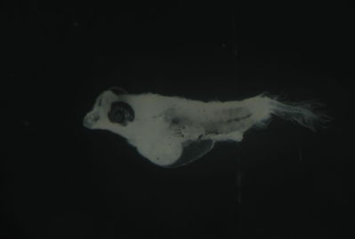 Callionymus simplicicornis
- Field ID: FLMOO 1114
- Collection date: 2010-3-24
- Collection method: Plancton Tow
- GPS: 17.518717 - 149.922469
- Depth: -50m
- Standard length: 1.8mm
- COI DNA seq.:
CCTCTACCTAGTATTTGGTGCTTGGGCTGGAATAGTAGGAACCGCTTTGAGCCTTCTCATCCGAGCCGAACTAAATCAACCAGGGGCCCTCCTTGGCGACGACCAGATTTACAATGTTATCGTTACGGCCCATGCATTCGTAATAATTTTCTTCATGGTAATGCCTATCATAATTGGTGGCTTTGGCAACTGGCTAATCCCAATAATAATCGGAGCCCCCGACATGGCATTCCCCCGTATGAACAATATAAGCTTCTGACTCCTTCCGCCTTCTTTCCTACTCCTCCTTGCCTCCTCTGGCGTCGAAGCAGGTGCAGGAACAGGGTGAACCGTGTACCCCCCACTATCAAGCAACTTAGCGCACGCCGGGGCATCAGTCGACCTCACAATCTTCTCCCTCCACCTGGCTGGAGTCTCGTCTATCCTGGGGGCTATTAACTTCATTACGACTATTACCAACATAAAACCGCCTGCCCTAACACAGTATCAGACGCCTCTTTTCGTGTGAGCCGTACTAATTACAGCTGTCCTTCTTCTTCTTTCTCTCCCCGTCCTGGCTGCAGGCATTACTATGCTGCTGACCGATCGAAACTTAAACACTACATTCTTTGACCCTGCTGGAGGAGGAGACCCAATCCTCTATCAACACCTTTTC
