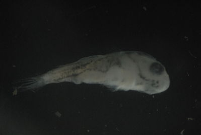 Actinopterygii
- Field ID: FLMOO 1120
- Collection date: 2010-5-19
- Collection method: Plancton Tow
- GPS: 17.478333 - 149.921889
- Depth: -50m
- Standard length: 4.9mm
- COI DNA seq.: 
CCTTTATATAGTATTTGGTGCTTTCGCCGGGATGATTGGCACTGCTTTAAGCCTCATTATTCGAGCAGAGCTGAGCCAGCCCGGCACACTTTTAGGCGACGACCAACTTTATAACGTAATCGTTACCGCTCACGCTTTCGTAATAATCTTTTTTATAGTTATACCTATTATAATTGGGGGCTTTGGGAACTGATTGGTGCCCTTAATAATTGGAGCCCCAGACATAGCTTTTCCGCGAATAAACAATATAAGTTTTTGACTTCTTCCCCCTTCTTTTCTTCTTCTTCTTGCTTCCTCAGCTGTTGAAGCTGGGGCCGGCACTGGTTGAACTGTCTATCCTCCTTTATCCGCGAATCTCGCACATGCCGGGGCTTCTGTCGATTTAGCTATTTTTTCTTTACATTTAGCAGGTATCTCCTCGATTTTAGGGGCTATTAATTTTATTACAACAATTATTAACATGAAACCTCCAGCTGCTACTCAATACCACACGCCCTTATTTGTCTGGGCAGTTCTTATTACAGCTGTCCTTCTACTTCTCTCCCTTCCTGTCCTTGCTGCAGGGATTACAATACTTTTAACTGACCGTAATCTTAACACAACCTTTTTTGACCCTGCTGGTGGAGGAGACCCAATTCTTTATCAACACCTTTTT
