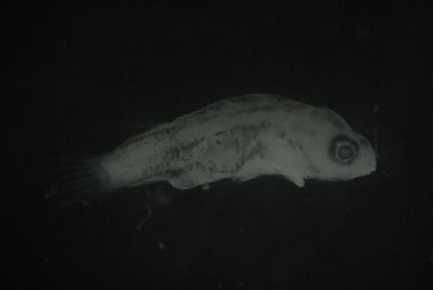 Actinopterygii
- Field ID: FLMOO 1120
- Collection date: 2010-5-19
- Collection method: Plancton Tow
- GPS: 17.478333 - 149.921889
- Depth: -50m
- Standard length: 4.9mm
- COI DNA seq.: 
CCTTTATATAGTATTTGGTGCTTTCGCCGGGATGATTGGCACTGCTTTAAGCCTCATTATTCGAGCAGAGCTGAGCCAGCCCGGCACACTTTTAGGCGACGACCAACTTTATAACGTAATCGTTACCGCTCACGCTTTCGTAATAATCTTTTTTATAGTTATACCTATTATAATTGGGGGCTTTGGGAACTGATTGGTGCCCTTAATAATTGGAGCCCCAGACATAGCTTTTCCGCGAATAAACAATATAAGTTTTTGACTTCTTCCCCCTTCTTTTCTTCTTCTTCTTGCTTCCTCAGCTGTTGAAGCTGGGGCCGGCACTGGTTGAACTGTCTATCCTCCTTTATCCGCGAATCTCGCACATGCCGGGGCTTCTGTCGATTTAGCTATTTTTTCTTTACATTTAGCAGGTATCTCCTCGATTTTAGGGGCTATTAATTTTATTACAACAATTATTAACATGAAACCTCCAGCTGCTACTCAATACCACACGCCCTTATTTGTCTGGGCAGTTCTTATTACAGCTGTCCTTCTACTTCTCTCCCTTCCTGTCCTTGCTGCAGGGATTACAATACTTTTAACTGACCGTAATCTTAACACAACCTTTTTTGACCCTGCTGGTGGAGGAGACCCAATTCTTTATCAACACCTTTTT

