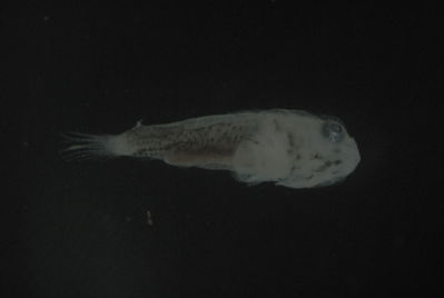 Actinopterygii
- Field ID: FLMOO 1121
- Collection date: 2010-5-19
- Collection method: Plancton Tow
- GPS: 17.478333 - 149.921889
- Depth: -50m
- Standard length: 5.4mm
- COI DNA seq.: 
CCTTTATATAGTATTTGGTGCTTTCGCCGGGATGATTGGCACTGCTTTAAGCCTCATCATTCGAGCAGAGCTGAGCCAGCCCGGCACACTTTTAGGCGACGACCAACTTTATAACGTAATCGTTACCGCTCACGCTTTCGTAATAATCTTTTTTATAGTTATACCTATTATAATTGGGGGCTTTGGGAACTGATTGGTGCCCTTAATAATTGGAGCCCCAGACATAGCTTTTCCGCGAATAAACAATATAAGTTTTTGACTTCTTCCCCCTTCTTTTCTTCTTCTTCTTGCTTCCTCAGCTGTTGAAGCTGGGGCCGGCACTGGTTGAACTGTCTATCCCCCTTTATCCGCGAATCTCGCACATGCCGGGGCTTCTGTCGATTTAGCTATTTTTTCTTTACATTTAGCAGGTATCTCCTCGATTTTAGGGGCTATTAATTTTATTACAACAATTATTAACATGAAACCTCCGGCTGCTACTCAATACCACACGCCCTTATTTGTCTGGGCAGTTCTTATTACAGCTGTCCTTCTACTTCTCTCCCTTCCTGTCCTTGCTGCAGGGATTACAATACTTTTAACTGACCGCAACCTTAACACAACCTTTTTTGACCCTGCTGGTGGAGGAGACCCAATTCTTTATCAACACCTTTTT

