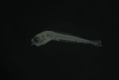 Entomacrodus cymatobiotus
- Field ID: FLMOO 1126
- Collection date: 2010-5-19
- Collection method: Plancton Tow
- GPS: 17.478333 - 149.921889
- Depth: -50m
- Standard length: 1.7mm
- COI DNA seq.: 
CCTTTATCTAGTATTTGGTGCTTGAGCAGGAATAGTGGGAACAGCCCTAAGCCTGCTAATCCGAGCCGAACTAAGTCAACCGGGGGCCCTCCTAGGAGACGATCAGATTTATAATGTAATCGTTACGGCCCATGCCTTCGTAATAATTTTCTTTATAGTAATACCAATTATGATTGGCGGATTCGGGAATTGGCTTATCCCTTTAATAATCGGAGCCCCTGATATAGCCTTTCCACGGATAAACAACATAAGCTTCTGACTTCTCCCCCCCTCTTTTCTCCTTCTACTAGCTTCTTCGGGCGTAGAGGCGGGTGCCGGTACAGGATGAACTGTATATCCCCCTCTATCCGGAAACCTTGCCCATGCAGGGGCTTCTGTGGACCTAACCATCTTTTCACTTCACCTAGCAGGGGTATCCTCAATCTTAGGAGCTATCAACTTCATTACCACTATCATCAACATAAAACCTCCCGCAATCTCCCAATATCAAACGCCCTTATTTGTTTGAGCAGTACTTATTACAGCTGTACTCCTTCTTCTATCTTTACCGGTTCTGGCTGCCGGAATCACAATACTTCTTACTGACCGAAATCTAAATACTACCTTCTTTGACCCTGCAGGAGGGGGGGATCCCATTTTATATCAGCACCTGTTC

