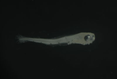 Entomacrodus
- Field ID: FLMOO 1130
- Collection date: 2010-5-19
- Collection method: Plancton Tow
- GPS: 17.478333 - 149.921889
- Depth: -50m
- Standard length: 2.5mm
- COI DNA seq.:
CCTCTATCTAGTATTTGGTGCTTGAGCAGGAATAGTCGGAACGGCCCTAAGCCTACTAATCCGAGCAGAACTAAGCCAGCCAGGGGCTCTCTTAGGTGATGATCAGATTTATAATGTAATCGTTACAGCCCATGCCTTCGTAATAATTTTCTTTATAGTAATACCAATTATAATTGGTGGTTTTGGGAATTGGCTCATCCCCTTAATGATCGGCGCCCCTGACATAGCCTTTCCCCGGATAAATAATATGAGCTTTTGACTCCTCCCACCCTCTTTTTTACTACTTCTAGCTTCTTCTGGAGTAGAGGCGGGGGCTGGGACAGGGTGAACCGTATATCCTCCCCTATCCGGGAACCTCGCCCATGCAGGAGCTTCTGTAGACCTAACTATCTTTTCACTACACTTAGCAGGGGTATCTTCAATTTTAGGAGCTATTAATTTTATTACTACTATTATTAACATGAAACCTCCCGCAATTTCCCAATACCAGACACCCTTATTTGTATGAGCAGTTCTCATCACAGCAGTTCTCCTTCTGTTATCCTTACCAGTCTTGGCTGCCGGTATCACAATGCTACTTACAGATCGAAACCTAAATACAACTTTCTTTGATCCTGCAGGGGGAGGAGACCCTATTCTATACCAACACTTGTTC

