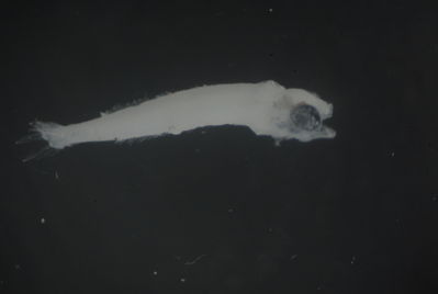 Ceratoscopelus warmingii
- Field ID: FLMOO 1159
- Collection date: 2010-5-19
- Collection method: Plancton Tow
- GPS: 17.478333 - 149.921889
- Depth: -50m
- Standard length: 5.2mm
- COI DNA seq.: 
CCTCTACCTGGTATTTGGTGCCTGAGCAGGTATAGTAGGAACTGCTTTAAGCCTGCTTATTCGGGCTGAACTCAGCCAACCTGGAGCCCTTCTGGGTGATGATCAAATCTATAACGTAATCGTTACAGCTCACGCTTTCGTCATGATTTTCTTCATGGTAATGCCTCTTATGATCGGAGGGTTCGGAAACTGACTTATCCCCCTTATGATCGGGGCCCCCGACATGGCATTCCCGCGAATGAACAACATGAGCTTCTGACTCCTTCCGCCTTCTTTCCTTCTTCTCCTAGCCTCATCTGGCGTTGAAGCCGGTGCAGGTACTGGCTGAACAGTTTACCCTCCCCTAGCGGGCAACCTCGCCCACGCTGGGGCCTCTGTAGACCTAACAATTTTCTCACTCCACCTAGCTGGTATTTCATCAATTCTGGGGGCCATCAACTTTATTACTACTATTATCAATATGAAACCCCCAGCAACTACTCAGTTCCAAACACCTCTGTTTGTCTGAGCAGTACTAATTACCGCCGTTCTACTCCTCCTCTCCCTGCCTGTCCTGGCCGCTGGAATTACAATGCTCTTAACAGATCGAAATCTAAACACAACCTTCTTCGACCCTGCAGGAGGTGGTGACCCTATTCTTTACCAACACCTGTTC

