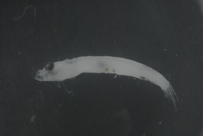 Actinopterygii
- Field ID: FLMOO 1163
- Collection date: 2010-5-19
- Collection method: Plancton Tow
- GPS: 17.478333 - 149.921889
- Depth: -50m
- Standard length: 6.3mm
- COI DNA seq.: 
CTTGTACTTAGTATTCGGCGCATGAGCCGGAATAGTAGGCACAGCCTTAAGCCTACTGATTCGGGCCGAGCTGAGCCAACCAGGGGCACTTCTAGGGGATGACCAGGTTTATAACGTAATTGTCACAGCCCATGCATTTGTAATAATCTTCTTTATAGTAATACCAATCATGATCGGAGGCTTCGGGAACTGACTTGTTCCCCTGATAATCGGCGCCCCTGACATAGCTTTCCCTCGGTTGAACAATATAAGCTTTTGACTTCTCCCACCTTCTTTCCTCCTCTTGCTTGCATCTTCTGGGGTGGAAGCGGGCGCCGGGACCGGCTGAACTGTATACCCGCCATTAGCAGGCAACCTAGCCCACGCAGGAGCTTCCGTTGACCTTACTATTTTCTCCCTTCACTTAGCAGGCATTTCTTCTATTTTAGGGGCTATTAATTTTATTACAACGATTCTAAACATAAAACCGCCTGCTATATCACAGTATCAGACCCCTCTTTTCGTCTGAGCCGTCCTCATCACTGCTGTTCTCCTTCTTCTTTCCCTGCCCGTCCTAGCTGCCGGTATTACTATGCTACTAACAGACCGGAACTTAAACACCGCATTCTTTGACCCTGCTGGAGGGGGAGACCCCATTCTATACCAACACCTATTT

