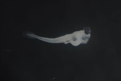 Ostorhinchus angustatus
- Field ID: FLMOO 1167
- Collection date: 2010-5-19
- Collection method: Plancton Tow
- GPS: 17.5255 - 149.9328
- Depth: -50m
- Standard length: 1.8mm
- COI DNA seq.: 
CCTCTATCTAGTATTTGGTGCTTGAGCCGGAATAGTCGGGACAGCACTTAGCCTGCTCATTCGAGCCGAGCTTAGCCAACCCGGGGCCCTTCTTGGCGATGACCAAATTTATAATGTAATCGTTACAGCACATGCATTCGTAATAATTTTCTTTATAGTAATACCAATTATGATCGGAGGCTTCGGGAACTGATTAATTCCTTTAATGATTGGAGCTCCTGACATAGCATTCCCACGAATAAATAATATAAGCTTCTGACTTCTTCCCCCCTCCTTTCTCCTTCTTCTTGCCTCCTCCGGAGTAGAGGCTGGAGCAGGGACCGGGTGGACCGTCTATCCCCCTCTTGCAGGAAACCTCGCCCACGCAGGAGCCTCTGTTGATTTGACAATTTTCTCCCTACATCTAGCGGGGGTGTCATCAATTTTAGGAGCTATTAACTTTATTACAACAATTATCAATATAAAACCCCCTGCTATTACTCAATATCAAACCCCTCTGTTTGTATGAGCAGTTCTTATTACAGCAGTTCTTCTTCTGCTCTCTCTCCCCGTTCTGGCAGCTGGCATTACAATGCTTCTAACAGACCGAAACCTGAACACAACTTTTTTCGACCCAGCAGGAGGCGGGGATCCAATCCTTTACCAGCACTTATTC
