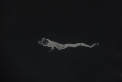 Nannosalarias nativitatis
- Field ID: FLMOO 1185
- Collection date: 2010-5-19
- Collection method: Plancton Tow
- GPS: 17.483389 - 149.75075
- Depth: -50m
- Standard length: 1.9mm
- COI DNA seq.:
CCTCTACATAATCTTCGGTGCATGAGCAGGTATAGTAGGTACGGCTTTAAGCCTGCTAATTCGGGCAGAGCTAAGCCAGCCAGGAGCCCTCTTAGGAGACGACCAAATTTATAATGTAATCGTTACAGCCCATGCTTTCGTTATAATCTTCTTTATAGTAATACCAATCATGATTGGCGGGTTTGGCAATTGACTAATCCCCTTGATGATTGGAGCACCTGATATGGCCTTCCCGCGAATAAATAATATGAGCTTCTGGCTACTCCCACCCTCTTTCCTTCTTCTTCTAGCTTCTTCTGGCGTGGAAGCAGGGGCCGGTACGGGCTGAACTGTATACCCACCCCTTTCCGGGAATCTAGCACATGCAGGAGCTTCCGTGGACTTGACAATCTTTTCCCTCCATCTAGCGGGAGTGTCTTCAATTCTGGGGGCTATTAATTTTATTACTACTATTATTAATATGAAACCCCCAGCCATTTCGCAGTACCAGACACCCTTGTTTGTCTGGGCCGTTCTTATTACAGCCGTCCTTCTCCTTCTTTCCCTCCCCGTATTAGCTGCTGGTATTACAATGCTTCTAACAGATCGAAATTTAAACACAACCTTCTTCGACCCTGCAGGAGGTGGAGACCCCATTCTTTACCAACATCTATTC
