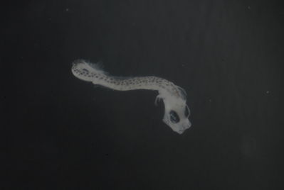Sphyraena barracuda
- Field ID: FLMOO 1188
- Collection date: 2010-5-19
- Collection method: Plancton Tow
- GPS: 17.483389 - 149.75075
- Depth: -50m
- Standard length: 2.6mm
- COI DNA seq.: 
CCTTTACCTTCTGTTCGGTGCCTGAGCTGGAATAGTAGGCACAGCCCTAAGCCTACTTATCCGAGCTGAACTGAGCCAACCTGGCTCCCTCCTGGGAGACGACCAGATTTATAATGTAATCGTCACAGCACACGCCTTTGTAATAATCTTTTTTATAGTTATACCCATCATGATTGGGGGCTTTGGAAACTGACTTATTCCCTTAATAATTGGTGCCCCGGACATGGCATTCCCTCGAATAAATAACATAAGCTTTTGACTACTCCCTCCTTCCTTCCTCTTACTCCTCTCTTCTTCAGCCGTCGAAGCAGGAGCCGGAACCGGATGGACTGTTTACCCCCCTCTAGCTGGAAACCTAGCTCACGCAGGAGCATCCGTCGACCTAACTATCTTCTCCCTACATCTAGCAGGGATTTCCTCAATCCTAGGGGCCATTAATTTTATTACAACCATCATTAACATGAAACCCGCAGCAACCTCAATGTATCAAATTCCCCTATTTGTCTGAGCTGTCTTAATTACTGCTGTCCTTCTTCTTCTCTCTCTCCCCGTTCTAGCTGCTGGGATTACAATACTCTTAACAGATCGAAACCTAAACACTGCCTTCTTTGACCCAGCAGGAGGAGGAGACCCCATCCTTTACCAACACTTATTT

