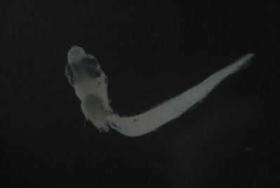 Actinopterygii
- Field ID: FLMOO 1196
- Collection date: 2010-5-19
- Collection method: Plancton Tow
- GPS: 17.483389 - 149.75075
- Depth: -50m
- Standard length: 2.8mm
- COI DNA seq.: 
CCTTTACCTAGTCTTTGGTGCCTGGGCTGGGATGGTAGGAACTGCCCTAAGCCTGCTTATTCGTGCTGAACTTTGCCAACCCGGGGCTCTTTTAGGAGACGACCAGATTTATAACGTAATCGTCACAGCCCACGCCTTTGTAATAATCTTCTTCATGGTAATGCCCATCATGATCGGAGGGTTTGGAAACTGACTTATCCCACTTATGATTGGTGCACCAGACATGGCATTCCCCCGAATGAACAATATGAGCTTCTGGCTCCTTCCCCCTTCTTTCCTCCTTCTACTCGCCTCTTCTGGTGTTGAAGCAGGGGCAGGCACTGGCTGAACAGTCTACCCCCCACTGGCAGGAAATCTAGCCCACGCGGGAGCATCGGTAGATCTAACTATCTTCTCACTTCACCTCGCAGGGATTTCTTCAATCCTTGGGGCAATCAATTTTATTACCACAATCATCAACATGAAGCCCCCTGCAATTTCCCAGTACCAAACGCCTCTGTTTGTGTGAGCTGTTTTAATTACAGCTGTCCTACTCCTTCTATCACTCCCAGTCCTTGCTGCCGGCATCACTATGCTACTAACAGACCGGAATCTGAACACAACCTTCTTTGACCCGGCCGGGGGAGGAGACCCAATTCTGTACCAACACCTATTC

