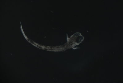 Plagiotremus tapeinosoma
- Field ID: FLMOO 1198
- Collection date: 2010-5-19
- Collection method: Plancton Tow
- GPS: 17.483389 - 149.75075
- Depth: -50m
- Standard length: 2.0mm
- COI DNA seq.: 
CCTTTATTTAGTCTTCGGTGCCTGGGCCGGAATAGTAGGCACTGCCCTGAGCCTACTGATCCGAGCCGAGCTTAGCCAACCCGGGTCTCTTCTAGGGGACGACCAAATTTATAACGTAATTGTTACAGCCCACGCGTTTGTAATAATCTTCTTTATAGTAATGCCAATTATGATTGGAGGATTTGGGAACTGACTCGTACCCCTAATGATTGGTGCCCCCGATATAGCTTTTCCTCGGATAAATAATATAAGCTTTTGACTTCTGCCCCCCTCTTTCCTGTTACTTCTGGCTTCTTCTGGGGTTGAGGCTGGTGCAGGGACTGGCTGGACTGTCTACCCCCCTCTGTCCGGAAACCTAGCACATGCCGGGGCTTCCGTTGACCTCACAATTTTCTCCCTTCATTTAGCGGGGATTTCCTCAATCCTGGGGGCCATTAATTTCATTACAACCATTATTAATATGAAACCCCCTGCTATCTCACAATATCAGACCCCCCTATTTGTCTGAGCCGTACTAATTACCGCTGTTCTGCTCTTATTATCCCTACCTGTTCTAGCTGCCGGTATTACAATGCTTCTAACAGATCGAAACCTAAACACCACCTTCTTCGACCCTGCTGGGGGAGGAGACCCTATTCTCTATCAACACCTTTTC
