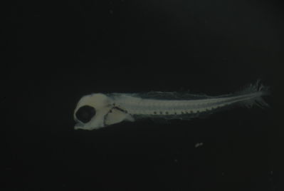 Dascyllus trimaculatus
- Field ID: FLMOO 1211
- Collection date: 2010-7-1
- Collection method: Plancton Tow
- GPS: 17.478333 - 149.921889
- Depth: -50m
- Standard length: 4.7mm
- COI DNA seq.: 
CCTCTATCTAGTATTTGGTGCCTGAGCCGGGATAGTAGGTACAGCCCTAAGCCTGCTTATCCGGGCAGAGCTAAGCCAACCAGGCGCTCTTCTAGGGGACGACCAGATTTATAATGTTATCGTTACAGCGCACGCCTTTGTAATAATTTTCTTTATAGTAATGCCAATTATGATTGGAGGGTTTGGAAACTGGCTGATCCCTCTCATGATCGGAGCCCCTGACATAGCATTCCCTCGGATGAATAATATAAGTTTCTGACTTTTACCCCCTTCATTCCTTCTTCTGCTAGCCTCTTCTGGCGTCGAAGCAGGTGCAGGCACAGGATGAACCGTATACCCTCCCCTATCAGGAAACCTGGCCCATGCAGGAGCTTCCGTAGATCTAACCATTTTCTCGCTCCATCTGGCAGGAATTTCATCGATCCTTGGAGCAATCAACTTTATTACAACCATCATTAACATAAAACCTCCCGCTATCACCCAGTACCAAACTCCTCTTTTCGTGTGAGCCGTCCTTATTACTGCTGTTCTTCTCCTTCTCTCCCTTCCAGTCCTGGCCGCTGGAATTACCATGCTCTTAACTGATCGTAACTTAAATACTACATTTTTTGACCCAGCAGGAGGAGGAGACCCAATCCTCTATCAACACTTATTC
