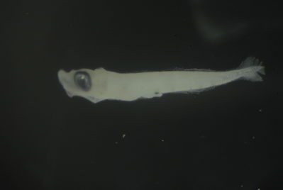 Ceratoscopelus warmingii
- Field ID: FLMOO 1238
- Collection date: 2010-7-1
- Collection method: Plancton tow
- GPS: 17.613028 - 149.821611
- Depth: -50m
- Standard length: 4.7mm
- COI DNA seq.:
CCTCTACCTGGTATTTGGTGCCTGAGCAGGTATAGTAGGAACTGCTTTAAGCCTGCTTATTCGGGCTGAACTCAGCCAACCTGGAGCCCTTCTGGGTGATGATCAAATCTATAACGTAATCGTTACAGCTCACGCTTTCGTCATGATTTTCTTCATGGTAATGCCTCTTATGATCGGAGGGTTCGGAAACTGACTTATCCCCCTTATGATCGGGGCCCCCGACATGGCATTCCCGCGAATGAACAACATGAGCTTCTGACTCCTTCCGCCTTCTTTCCTTCTTCTCCTAGCCTCATCTGGCGTTGAAGCCGGTGCAGGTACTGGCTGAACAGTCTACCCTCCCCTAGCGGGCAACCTCGCCCACGCTGGGGCCTCTGTAGACCTAACAATTTTCTCACTCCACCTAGCTGGTATTTCATCAATTCTAGGGGCCATCAACTTTATTACTACTATTATCAATATGAAACCCCCAGCAACTACTCAGTTCCAAACACCTCTGTTTGTCTGAGCAGTACTGATTACCGCCGTTCTACTCCTCCTCTCCCTGCCTGTCCTGGCCGCTGGAATTACAATGCTCTTAACAGATCGAAATCTAAACACAACCTTCTTCGACCCTGCAGGAGGTGGTGACCCTATTCTTTACCAACACCTGTTC
