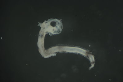 Actinopterygii
- Field ID: FLMOO 1248
- Collection date: 2010-7-1
- Collection method: Plancton tow
- GPS: 17.556333 - 149.768861
- Depth: -50m
- Standard length: 2.9mm
- COI DNA seq.: 
CCTCTATCTAGTATTTGGTGCCTGAGCCGGAATAGTGGGCACTGCACTAAGCCTTCTCATCCGAGCAGAACTGAGTCAACCCGGGTCTCTCCTAGGGGATGACCAGATTTATAATGTTATTGTTACAGCTCACGCCTTCGTAATAATTTTCTTTATAGTAATACCAATTATGATTGGAGGCTTTGGAAATTGACTTATTCCACTAATGATTGGGGCCCCTGATATAGCCTTCCCTCGAATGAATAACATAAGCTTCTGACTGCTGCCACCCTCCTTCCTTCTTCTCCTGGCCTCTTCCGGCGTCGAAGCCGGAGCAGGCACAGGATGAACAGTTTATCCGCCCCTTGCAGGAAATCTAGCCCATGCCGGGGCCTCCGTTGATTTAACCATCTTCTCCCTCCACCTGGCTGGTGTCTCCTCTATCTTAGGTGCTATTAACTTTATCACAACAATTATTAACATGAAGCCGCCAGCCATCTCCCAGTACCAAACACCACTCTTCGTGTGAGCAGTCCTGATTACTGCCGTCCTCCTTCTCCTCTCCCTACCCGTTCTTGCTGCTGGCATCACCATGCTCCTTACAGACCGAAACCTTAACACAACATTCTTTGACCCTGCCGGAGGGGGAGACCCGATCCTATACCAGCACCTCTTC
