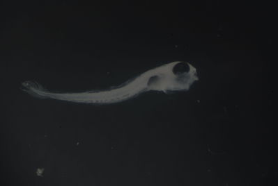 Chrysiptera brownriggii
- Field ID: FLMOO 1252
- Collection date: 2010-7-1
- Collection method: Plancton tow
- GPS: 17.518717 - 149.922469
- Depth: -50m
- Standard length: 2.4mm
- COI DNA seq.: 
CCTCTATCTAGTATTTGGTGCTTGAGCTGGAATAGTAGGCACAGCCTTAAGCCTTCTAATTCGAGCAGAACTAAGCCAACCAGGCGCACTCCTAGGAGACGACCAGATTTATAACGTTATCGTAACTGCACATGCCTTTGTAATAATTTTTTTTATAGTTATACCTATCCTTATTGGAGGATTTGGAAATTGACTAGTTCCCTTAATGCTGGGAGCCCCCGATATAGCATTCCCTCGAATAAACAACATAAGCTTCTGACTTCTCCCCCCATCATTCCTTCTCCTACTCACCTCTTCTGGAGTTGAAGCAGGGGCCGGAACAGGCTGAACAGTCTACCCCCCACTGTCCGGGAACCTTGCCCATGCAGGAGCATCAGTAGACCTAACTATCTTCTCTCTTCACCTGGCAGGTATTTCATCAATTCTGGGGGCAATCAACTTTATTACCACCATCATCAATATAAAACCTCCCGCCATCTCACAATACCAAACCCCACTGTTTGTATGGGCCGTCCTAATCACTGCCGTCCTTCTTCTCCTGTCACTTCCAGTTTTAGCTGCTGGCATTACCATGCTCTTGACCGACCGAAATCTTAACACCACTTTCTTTGACCCGGCGGGGGGAGGAGACCCCATCCTCTACCAACACCTATTC
