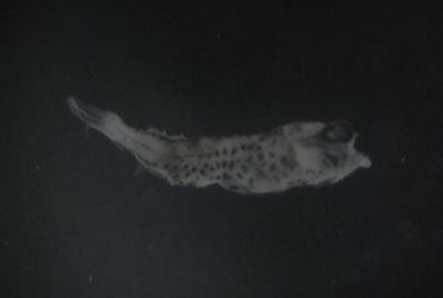 Cheilopogon pitcairnensis
- Field ID: FLMOO 1256
- Collection date: 2010-7-1
- Collection method: Plancton tow
- GPS: 17.518717 - 149.922469
- Depth: -50m
- Standard length: 2.2mm
- COI DNA seq.: 
CCTTTATTTAGTATTTGGTGCCTGAGCAGGAATAGTAGGGACAGCCCTAAGCCTTCTTATTCGAGCAGAACTAAGCCAACCAGGCTCTCTCCTTGGAGACGACCAAATTTATAACGTAATTGTTACAGCACATGCCTTTGTAATAATTTTCTTTATAGTAATGCCAATTATAATTGGTGGCTTTGGAAACTGACTCGTACCCCTTATGATCGGAGCTCCCGACATGGCGTTCCCTCGAATGAATAACATGAGCTTTTGACTCCTTCCACCCTCCTTCCTTCTACTCCTAGCCTCTTCAGGAGTCGAAGCTGGGGCCGGGACAGGATGAACAGTGTACCCCCCTCTAGCAGGAAACCTAGCCCACGCTGGAGCATCTGTTGACCTAACAATTTTTTCACTCCATCTAGCAGGAATTTCATCAATTCTAGGGGCGATTAACTTTATTACAACAATTATTAATATAAAACCTCCTGCAATTTCACAGTACCAAACCCCACTTTTCGTGTGAGCAGTTCTTATTACAGCAGTTCTTCTGCTTCTCTCTCTTCCCGTTCTTGCAGCAGGGATCACTATACTTCTTACAGACCGAAACTTAAACACAACATTCTTTGACCCTGCCGGAGGAGGTGACCCAATTCTTTACCAACACTTATTT
