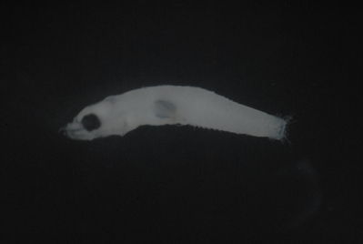 Actinopterygii
- Field ID: FLMOO 1258
- Collection date: 2010-7-1
- Collection method: Plancton tow
- GPS: 17.518717 - 149.922469
- Depth: -50m
- Standard length: 5.1mm
- COI DNA seq.: 
CTTGTACTTAGTATTCGGCGCATGAGCCGGAATAGTAGGCACAGCCTTAAGCCTACTGATTCGGGCCGAGCTGAGCCAACCAGGGGCACTTCTAGGGGATGACCAGGTTTATAACGTAATTGTCACAGCCCATGCATTTGTAATAATCTTCTTTATAGTAATACCAATCATGATCGGAGGCTTCGGGAACTGACTTGTTCCCCTGATAATCGGCGCCCCTGACATAGCTTTCCCTCGGTTGAACAATATAAGCTTTTGACTTCTCCCACCTTCTTTCCTCCTCTTGCTTGCATCTTCTGGGGTGGAAGCGGGCGCCGGGACCGGCTGAACTGTATACCCGCCATTAGCAGGCAACCTAGCCCACGCAGGAGCTTCCGTTGACCTTACTATTTTCTCCCTTCACTTAGCAGGCATTTCTTCTATTTTAGGGGCTATTAATTTTATTACAACGATTCTAAACATAAAACCGCCTGCTATATCACAGTATCAGACCCCTCTTTTCGTCTGAGCCGTCCTCATCACTGCTGTTCTCCTTCTTCTTTCCCTGCCCGTCCTAGCTGCCGGTATTACTATGCTACTAACAGACCGGAACTTAAACACCGCATTCTTTGACCCTGCTGGAGGAGGAGACCCCATTCTATACCAACACCTATTT

