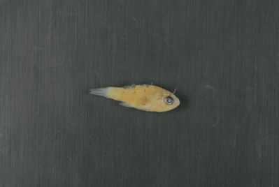 Actinopterygii
- Field ID: FLMOO 1288
- Collection date: 2010-12-12
- Collection method: Light trap
- GPS: 17.4822 - 149.8738
- Depth: -2m
- Standard length: 11mm
- COI DNA seq.: 
CCTTTATCTCGTATTCGGTGCCTGGGCCGGCATAGTGGGAACCGCCCTCAGCCTGCTTATTCGAGCAGAGCTAAGCCAACCCGGGGCTTTACTTGGCGACGACCAGATTTACAATGTAATCGTCACTGCTCATGCATTTGTAATAATCTTCTTTATAGTAATGCCAATTATAATCGGAGGCTTTGGTAACTGACTAATCCCGCTAATGATCGGGGCCCCCGACATGGCGTTCCCTCGGATAAATAACATAAGCTTTTGACTTCTGCCCCCCTCTTTCCTTCTTCTCCTCGCCTCCTCTGGTGTTGAGGCCGGGGCGGGGACAGGCTGAACAGTCTACCCCCCTCTGGCAGGCAACCTCGCCCATGCGGGAGCCTCAGTAGACCTGACTATTTTCTCCCTCCACTTAGCGGGGATCTCTTCAATTTTAGGAGCCATTAATTTTATTACCACAATTATTAACATAAAACCCCCTGCTATTACCCAATATCAGACCCCGTTGTTTGTGTGGGCCGTTCTCATTACTGCTGTCCTCCTTCTGCTTTCCCTTCCTGTTCTAGCCGCTGGTATTACAATACTACTTACCGACCGCAACCTAAATACAACTTTCTTCGACCCAGCTGGAGGAGGAGACCCAATTTTATACCAGCACCTATTT

