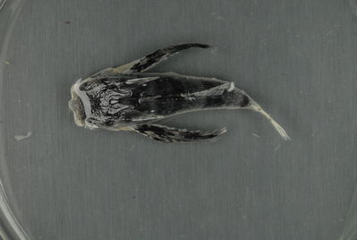Dactyloptena orientalis
- Field ID: FLMOO_1317
- Collection date: 2010-03-17
- Collection method: Light trap
- GPS: 17Â°28'55,99""S - 149Â°52'26,00""W
- Depth: -2m
- Standard lengh: 40mm
- COI DNA seq.: 
CCTCTATCTAGTATTCGGTGCTTGAGCTGGTATAGTAGGCACTGCTTTAAGCCTACTTATCCGAGCTGAACTAAGCCAGCCCGGCGCCCTTTTAGGGGACGACCAGATTTATAACGTAATTGTTACTGCCCATGCTTTTGTAATGATTTTCTTTATAGTAATGCCAATTATGATCGGAGGCTTCGGAAACTGACTAATTCCCCTAATGATTGGGGCCCCTGACATGGCCTTCCCTCGAATGAACAACATGAGCTTCTGGCTTCTACCCCCATCTTTTTTACTTCTGCTAGCCTCTTCTGGGGTCGAAGCAGGGGCAGGGACGGGGTGGACTGTGTACCCGCCCTTAGCCGGCAACCTGGCACACGCCGGGGCCTCTGTTGACCTCACTATTTTTTCCCTTCACCTAGCGGGTATCTCTTCCATTCTAGGAGCCATCAACTTTATTACAACCATCATCAACATGAAGCCCACCGCTATCTCTCAGTACCAAACTCCACTATTCGTATGGGCAGTACTAGTAACAGCCGTACTTCTGCTACTCTCGCTGCCAGTGCTTGCCGCTGGCATCACAATGCTTCTTACGGACCGAAACCTGAATACTACCTTCTTCGACCCAGCGGGAGGGGGGGACCCAATTCTCTACCAACACCTGTTC

