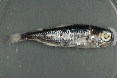 Actinopterygii
- Field ID: FLMOO_1333
- Collection date: 2010-03-19
- Collection method: Light trap  
- GPS: 17Â°28'59,99""S - 149Â°52'10,99""W
- Depth: -2m
- Standard lengh: 56mm
- COI DNA seq.: 
CCTCTACCTAATCTTCGGTGCCTGAGCAGGAATAGTGGGGACCGCCCTTAGTCTCCTTATCCGAGCTGAACTAAGCCAACCCGGGGCCCTCCTCGGAGATGACCAAATCTACAACGTAATCGTTACAGCACACGCCTTCGTAATGATTTTCTTTATGGTAATGCCAATCATAATCGGCGGATTCGGAAACTGACTTATCCCCCTAATGATTGGGGCGCCAGATATAGCATTCCCTCGAATAAACAACATAAGCTTCTGACTTCTCCCTCCCTCATTCCTTCTTCTCCTGGCCTCCTCTGGCGTAGAAGCTGGGGCCGGAACAGGTTGAACAGTCTACCCTCCGCTTGCCGGCAACCTAGCCCACGCTGGAGCCTCAGTCGACCTTACAATCTTCTCGCTTCATCTAGCAGGTGTATCATCAATTCTAGGAGCCATTAATTTTATCACAACCATCATTAACATAAAACCCCCTGCAATTTCTCAGTACCAGACCCCTCTGTTTGTCTGAGCTGTCCTTATTACCGCTGTTCTCCTTCTCCTATCCCTTCCCGTCTTAGCTGCCGGCATCACAATGCTTCTAACAGACCGAAATCTAAACACCACTTTCTTTGACCCCGCAGGCGGTGGTGACCCCATTCTTTACCAGCATCTGTTC
