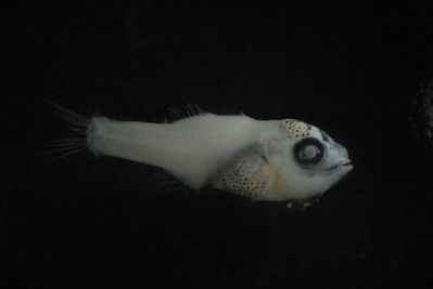 Actinopterygii
- Field ID: FLMOO 197
- Collection date: 2008-11-28
- Collection method: Plancton Tow
- GPS: 17Â° 28' 42,0"" S - 149Â° 55' 18.8"" W
- Depth: -50m
- Standard length: 8,3mm
- COI DNA seq.: 
CCTCTATCTAGTTTTTGGTGCTTGAGCCGGGATAGTCGGAACTGCCCTTAGCTTGCTTATTCGAGCCGAACTAAGCCAACCTGGGGCCCTCCTCGGCGACGACCAAATTTATAATGTAATTGTTACTGCACATGCATTCGTTATAATTTTCTTTATAGTAATGCCAATTATGATTGGAGGATTTGGAAACTGGCTCATCCCCCTAATGATTGGTGCCCCTGATATAGCATTCCCTCGAATAAATAACATGAGTTTCTGACTTCTTCCCCCTTCATTCCTTCTTCTGCTTGCCTCCTCCGGCGTAGAAGCCGGGGCAGGGACCGGATGGACAGTCTACCCCCCTCTTGCAGGCAACCTGGCCCACGCAGGGGCTTCCGTTGATCTAACAATCTTCTCCCTCCACCTAGCTGGAATCTCATCAATCCTTGGGGCCATCAATTTTATTACCACAATCATTAATATGAAGCCCCCCGCCATCACCCAATACCAGACCCCCCTATTCGTGTGAGCAGTCCTTATTACCGCTGTTCTTCTTCTCCTTTCTCTGCCTGTTCTGGCCGCCGGTATCACAATGCTACTTACAGACCGAAACTTAAACACAACCTTCTTTGACCCAGCAGGAGGTGGGGACCCGATCCTATACCAACACTTATTC
