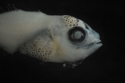 Actinopterygii
- Field ID: FLMOO 197
- Collection date: 2008-11-28
- Collection method: Plancton Tow
- GPS: 17Â° 28' 42,0"" S - 149Â° 55' 18.8"" W
- Depth: -50m
- Standard length: 8,3mm
- COI DNA seq.: 
CCTCTATCTAGTTTTTGGTGCTTGAGCCGGGATAGTCGGAACTGCCCTTAGCTTGCTTATTCGAGCCGAACTAAGCCAACCTGGGGCCCTCCTCGGCGACGACCAAATTTATAATGTAATTGTTACTGCACATGCATTCGTTATAATTTTCTTTATAGTAATGCCAATTATGATTGGAGGATTTGGAAACTGGCTCATCCCCCTAATGATTGGTGCCCCTGATATAGCATTCCCTCGAATAAATAACATGAGTTTCTGACTTCTTCCCCCTTCATTCCTTCTTCTGCTTGCCTCCTCCGGCGTAGAAGCCGGGGCAGGGACCGGATGGACAGTCTACCCCCCTCTTGCAGGCAACCTGGCCCACGCAGGGGCTTCCGTTGATCTAACAATCTTCTCCCTCCACCTAGCTGGAATCTCATCAATCCTTGGGGCCATCAATTTTATTACCACAATCATTAATATGAAGCCCCCCGCCATCACCCAATACCAGACCCCCCTATTCGTGTGAGCAGTCCTTATTACCGCTGTTCTTCTTCTCCTTTCTCTGCCTGTTCTGGCCGCCGGTATCACAATGCTACTTACAGACCGAAACTTAAACACAACCTTCTTTGACCCAGCAGGAGGTGGGGACCCGATCCTATACCAACACTTATTC
