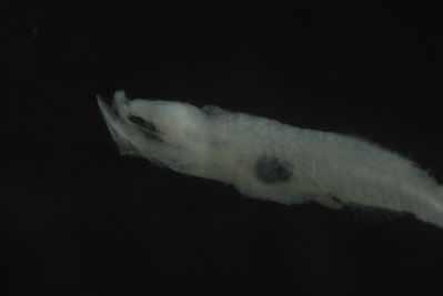 Eviota albolineata
- Field ID: FLMOO 210
- Collection date: 2008-11-28
- Collection method: Plancton Tow
- GPS: 17Â° 31' 31.8"" S - 149Â° 55' 58.1"" W
- Depth: -50m
- Standard length: 2,7mm
- COI DNA seq.: 
CCTTTATTTAGTATTTGGTGCCTGAGCCGGAATAGTGGGCACAGCTTTAAGCCTCCTGATCCGAGCTGAGCTTAGCCAACCCGGGGCACTCCTTGGAGACGACCAGATTTACAACGTAATCGTCACTGCCCACGCATTCGTTATGATTTTCTTTATAGTAATACCAATTATGATTGGGGGCTTCGGAAACTGACTAATCCCCTTAATGATTGGTGCTCCCGACATGGCCTTCCCTCGAATGAACAACATGAGCTTTTGACTCCTCCCCCCCTCCTTCCTACTGCTGCTAGCCTCCTCCGGGGTTGAAGCCGGAGCCGGGACCGGGTGAACCGTTTACCCTCCCCTATCTGGTAATCTAGCACATGCTGGAGCCTCCGTAGACCTCACCATCTTTTCCCTCCACCTAGCAGGTATCTCGTCGATCCTCGGGGCAATCAACTTCATCACAACAATTCTGAACATGAAACCCCCAGCAATATCTCAGTACCAAACCCCCCTTTTCGTTTGGGCAGTCCTGATTACGGCCGTACTGCTTCTTCTTTCCCTCCCAGTCCTTGCTGCCGGCATTACGATGCTTCTGACCGACCGAAACCTCAACACTACATTTTTCGACCCTGCTGGAGGGGGAGACCCAATTCTCTACCAGCACCTATTC
