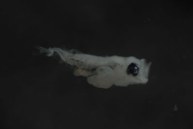 Callionymus simplicicornis
- Field ID: FLMOO 221
- Collection date: 2008-11-28
- Collection method: Plancton Tow
- GPS: 17Â° 36' 46.9"" S - 149Â° 49' 17.8"" W
- Depth: -50m
- Standard length: 1,8mm
- COI DNA seq.:
CCTCTACCTAGTATTTGGTGCTTGGGCTGGAATAGTAGGAACCGCTTTGAGCCTTCTCATCCGAGCCGAACTAAATCAACCAGGGGCCCTCCTTGGCGACGACCAGATTTACAATGTTATCGTTACGGCCCATGCATTCGTAATAATTTTCTTCATGGTAATGCCTATCATAATTGGTGGCTTTGGCAACTGGCTAATCCCAATAATAATCGGAGCCCCCGACATGGCATTCCCCCGTATGAACAATATAAGCTTCTGACTCCTTCCGCCTTCTTTCCTACTCCTCCTTGCCTCCTCTGGCGTCGAAGCAGGTGCAGGAACAGGGTGAACCGTGTACCCCCCACTATCAAGCAACTTAGCGCACGCCGGGGCATCAGTCGATCTCACAATCTTCTCCCTCCACCTGGCTGGAGTCTCGTCTATCCTGGGGGCTATTAACTTCATTACGACTATTACCAACATAAAACCGCCTGCCCTAACACAGTATCAGACGCCTCTTTTCGTGTGAGCCGTACTAATTACAGCTGTCCTTCTTCTTCTTTCTCTCCCCGTCCTGGCTGCAGGCATTACTATGCTGCTGACCGATCGAAACTTAAACACTACATTCTTTGACCCTGCTGGAGGAGGAGACCCAATCCTCTATCAACATCTTTTC
