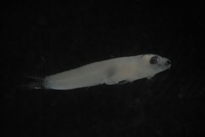 Actinopterygii
- Field ID: FLMOO 223
- Collection date: 2008-11-28
- Collection method: Plancton Tow
- GPS: 17Â° 36' 46.9"" S - 149Â° 49' 17.8"" W
- Depth: -50m
- Standard length: 7,5mm
- COI DNA seq.: 
CTTGTACTTAGTATTCGGCGCATGAGCCGGAATAGTAGGCACAGCCTTAAGCCTACTGATTCGGGCCGAGCTGAGCCAACCAGGGGCACTTCTAGGGGATGACCAGGTTTATAACGTAATTGTCACAGCCCATGCATTTGTAATAATCTTCTTTATAGTAATACCAATCATGATCGGAGGCTTCGGGAACTGACTTGTTCCCCTGATAATCGGCGCCCCTGACATAGCTTTCCCTCGGTTGAACAATATAAGCTTTTGACTTCTCCCACCTTCTTTCCTCCTCTTGCTTGCATCTTCTGGGGTGGAAGCGGGCGCCGGGACCGGCTGAACTGTATACCCGCCATTAGCAGGCAACCTAGCCCACGCAGGAGCTTCCGTTGACCTTACTATTTTCTCCCTTCACTTAGCAGGCATTTCTTCTATTTTAGGGGCTATTAATTTTATTACAACGATTCTAAACATAAAACCGCCTGCTATATCACAGTATCAGACCCCTCTTTTCGTCTGAGCCGTCCTCATCACTGCTGTTCTCCTTCTTCTTTCCCTGCCCGTCCTAGCTGCCGGTATTACTATGCTACTAACAGACCGGAACTTAAACACCGCATTCTTTGACCCTGCTGGAGGAGGAGACCCCATTCTATACCAACACCTATTT
