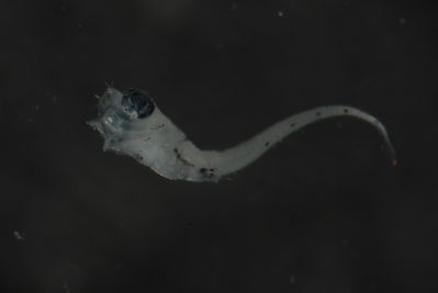 Nannosalarias nativitatis
- Field ID: FLMOO 237
- Collection date: 2008-11-28
- Collection method: Plancton Tow
- GPS: 17Â° 36' 46.9"" S - 149Â° 49' 17.8"" W
- Depth: -50m
- Standard length: 2,3mm
- COI DNA seq.: 
CCTCTACATAATCTTTGGTGCATGAGCAGGTATAGTAGGTACGGCTTTAAGCCTGCTAATTCGGGCAGAGCTAAGCCAGCCAGGAGCCCTCTTAGGAGACGACCAAATTTATAATGTAATCGTTACAGCCCATGCTTTCGTTATAATCTTCTTTATAGTAATACCAATCATGATTGGCGGGTTTGGCAATTGACTAATCCCCTTGATGATTGGAGCACCTGATATGGCCTTCCCGCGAATAAATAATATGAGCTTCTGGCTACTCCCACCCTCTTTCCTTCTTCTTCTAGCTTCTTCTGGCGTGGAAGCAGGGGCCGGTACGGGCTGAACTGTATACCCACCCCTTTCCGGGAATCTAGCACATGCAGGAGCCTCCGTAGACTTGACAATCTTTTCCCTCCATCTAGCGGGAGTGTCTTCAATTCTGGGGGCTATTAATTTTATTACTACTATTATTAATATGAAACCCCCAGCCATTTCGCAGTACCAGACACCCTTGTTTGTCTGGGCCGTTCTTATTACAGCTGTCCTTCTCCTTCTTTCCCTCCCCGTCTTAGCTGCTGGTATTACAATGCTTCTAACAGATCGAAATTTAAACACAACCTTCTTCGACCCTGCAGGAGGTGGAGACCCCATTCTTTACCAACATCTATTC
