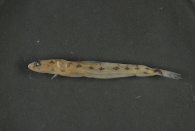 Saurida gracilis
- Field ID: FLMOO 326
- Collection date: 2008-12-23
- Collection method: Light trap
- GPS: 17Â° 28' 57,0"" S - 149Â° 52' 22,0"" W
- Depth: -2m
- Standard length: 50mm
- COI DNA seq.: 
CCTTTATCTTGTATTTGGTGCATGAGCCGGAATAGTCGGGACCGCCCTAAGCCTCCTCATTCGGGCCGAACTTAGTCAACCAGGGGCTCTTCTAGGGGACGACCAGATCTACAACGTTATCGTAACCGCCCACGCCTTTGTAATAATTTTCTTTATGGTAATACCAATTATAATCGGCGGCTTTGGCAACTGGCTAATCCCGCTAATGATTGGGGCCCCCGATATGGCATTCCCCCGAATGAACAATATGAGCTTTTGACTTCTTCCTCCCTCCTTTCTTCTTCTACTAGCTTCCTCTGGCGTAGAGGCTGGAGCGGGCACTGGGTGAACCGTCTACCCCCCCTTGGCTGGAAACCTGGCGCATGCCGGAGCATCTGTGGATCTCACCATTTTCTCCCTTCACCTGGCCGGAATTTCCTCTATCCTGGGGGCTATTAACTTTATTACTACCATCATCAACATGAAGCCCCCTGCAATCTCGCAGTATCAGACCCCCCTGTTCGTCTGGGCAGTCCTAATTACAGCCGTTCTCCTACTTTTGTCTCTTCCTGTTCTAGCAGCTGGCATTACCATGCTCCTAACAGACCGAAATCTCAACACCACCTTCTTTGACCCTGCAGGAGGTGGAGACCCAATTCTCTATCAACACCTATTC
