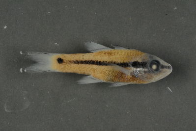 Pristiapogon kallopterus
- Field ID: FLMOO 327
- Collection date: 2008-12-23
- Collection method: Light trap
- GPS: 17Â° 28' 57,0"" S - 149Â° 52' 22,0"" W
- Depth: -2m
- Standard length: 29mm
- COI DNA seq.:
CCTCTATCTGGTGTTTGGTGCCTGAGCCGCGATAGTCGGGACAGCACTCAGCTTGCTCATCCGAGCCGAACTGAGCCAGCCTGGGGCCCTTCTAGGCGACGACCAGATTTACAATGTTATCGTTACGGCACATGCGTTCGTTATGATTTTCTTTATAGTAATACCAATTATGATCGGAGGCTTCGGTAACTGACTTATCCCACTGATAATCGGTGCCCCTGATATAGCATTCCCTCGGATGAATAATATGAGCTTCTGACTTCTTCCCCCCTCACTCCTACTCCTTCTAGCCTCCTCTGCCGTTGAAGCTGGGGCTGGCACTGGGTGAACAGTTTATCCACCTCTCGCTGGCAATCTTGCCCACGCAGGGGCCTCTGTTGATTTGACAATCTTTTCACTCCACTTAGCAGGTGTCTCGTCAATTTTAGGAGCTATCAACTTCATCTCTACCATTATTAACATGAAACCTCCAGCTATTACTCAGTACCAAACCCCTCTATTTGTGTGGGCGGTCCTTATCACTGCCGTTCTTCTCCTTCTCTCCCTTCCGGTCCTGGCCGCTGGAATTACCATGCTCTTAACAGACCGAAACCTAAACACCACCTTCTTTGACCCTGCAGGAGGAGGGGACCCAATCCTTTACCAACACCTATTC
