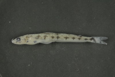 Saurida gracilis
- Field ID: FLMOO 346
- Collection date: 2008-12-23
- Collection method: Light trap
- GPS: 17Â° 28' 56,0"" S - 149Â° 52' 26,0"" W
- Depth: -2m
- Standard length: 50mm
- COI DNA seq.: 
CCTTTATCTTGTATTTGGTGCATGAGCCGGAATAGTCGGGACCGCCCTAAGCCTCCTCATTCGGGCCGAACTTAGTCAACCAGGGGCTCTTCTAGGGGACGACCAGATCTACAACGTTATCGTAACCGCCCACGCCTTTGTAATAATTTTCTTTATGGTAATACCAATTATAATCGGCGGCTTTGGCAACTGGCTAATCCCGCTAATGATTGGGGCCCCCGATATGGCATTCCCCCGAATGAACAATATGAGCTTTTGACTTCTTCCTCCCTCCTTTCTTCTTCTACTAGCTTCCTCTGGCGTAGAGGCTGGAGCGGGCACTGGGTGAACCGTCTACCCCCCCTTGGCTGGAAACCTGGCGCATGCCGGAGCATCTGTGGATCTCACCATTTTCTCCCTTCACCTGGCCGGAATTTCCTCTATCCTGGGGGCTATTAACTTTATTACTACCATCATCAACATGAAGCCCCCTGCAATCTCGCAGTATCAGACCCCCCTGTTCGTCTGGGCAGTCCTAATTACAGCCGTTCTCCTGCTTTTGTCTCTTCCTGTTCTAGCAGCTGGCATTACCATGCTCCTAACAGACCGAAATCTCAACACCACCTTCTTTGACCCTGCAGGAGGTGGAGACCCAATTCTCTATCAACACCTATTC
