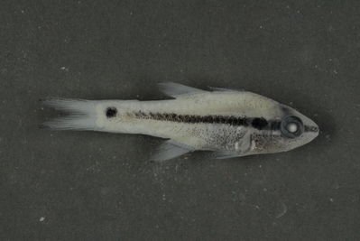 Pristiapogon kallopterus
- Field ID: FLMOO 347
- Collection date: 2008-12-23
- Collection method: Light trap
- GPS: 17Â° 28' 56,0"" S - 149Â° 52' 26,0"" W
- Depth: -2m
- Standard length: 30mm
- COI DNA seq.: 
CCTCTATCTGGTGTTTGGTGCCTGAGCCGCGATAGTCGGGACAGCACTCAGCTTGCTCATCCGAGCCGAACTGAGCCAGCCTGGGGCCCTTCTAGGCGACGACCAGATTTACAATGTTATCGTTACGGCACATGCGTTCGTTATGATTTTCTTTATAGTAATACCAATTATGATCGGAGGCTTCGGTAACTGACTTATCCCACTGATAATCGGTGCCCCTGATATAGCATTCCCTCGAATGAATAATATGAGCTTCTGACTTCTTCCCCCCTCACTCCTACTCCTTCTAGCCTCCTCTGCCGTTGAAGCTGGGGCTGGCACTGGGTGAACAGTTTACCCACCTCTCGCTGGCAATCTTGCCCACGCAGGGGCCTCTGTTGATTTGACAATCTTTTCACTCCACTTAGCAGGTGTCTCGTCAATTTTAGGAGCTATCAACTTCATCTCTACCATTATTAACATGAAACCTCCAGCTATTACTCAGTACCAAACCCCTCTATTTGTGTGGGCGGTCCTTATCACTGCCGTTCTTCTCCTTCTCTCCCTTCCGGTCCTGGCCGCTGGAATTACCATGCTCTTAACAGACCGAAACCTAAACACCACCTTCTTTGACCCTGCAGGAGGAGGGGACCCAATCCTTTACCAACACCTATTC
