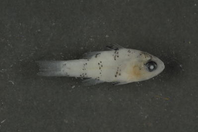 Actinopterygii
- Field ID: FLMOO 352
- Collection date: 2008-12-23
- Collection method: Light trap
- GPS: 17Â° 28' 56,0"" S - 149Â° 52' 26,0"" W
- Depth: -2m
- Standard length: 15mm
- COI DNA seq.: 
CCTTTATCTCGTATTCGGTGCCTGGGCCGGCATAGTGGGAACCGCCCTCAGCCTGCTTATTCGAGCAGAGCTAAGCCAACCCGGGGCTTTACTTGGCGACGACCAGATTTACAATGTAATCGTCACTGCTCATGCATTTGTAATAATCTTCTTTATAGTAATGCCAATTATAATCGGAGGCTTTGGTAACTGACTAATCCCGCTAATGATCGGGGCCCCCGACATGGCGTTCCCTCGGATAAATAACATAAGCTTTTGACTTCTGCCCCCCTCTTTCCTTCTTCTCCTCGCCTCCTCTGGTGTTGAGGCCGGGGCGGGGACAGGCTGAACAGTCTACCCCCCTCTGGCAGGCAACCTCGCCCATGCGGGAGCCTCAGTAGACCTGACTATTTTCTCCCTCCACTTAGCGGGGATCTCTTCAATTTTAGGAGCCATTAATTTTATTACCACAATTATTAACATAAAACCCCCTGCTATTACCCAATATCAGACCCCGTTGTTTGTGTGGGCCGTTCTCATTACTGCTGTCCTCCTTCTGCTTTCCCTTCCTGTTCTAGCCGCTGGTATTACAATACTACTTACCGACCGCAACCTAAATACAACTTTCTTCGACCCGGCTGGAGGAGGAGACCCAATTTTATACCAGCACCTATTT
