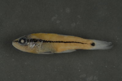 Pristiapogon fraenatus
- Field ID: FLMOO 358
- Collection date: 2008-12-24
- Collection method: Light trap
- GPS: 17Â° 29' 00,6"" S - 149Â° 52' 11,3"" W
- Depth: -2m
- Standard length: 28mm
- COI DNA seq.: 
CCTTTATTTAGTATTTGGTGCTTGAGCTGGGATAGTTGGAACGGCACTAAGCCTGCTCATCCGAGCTGAGCTGAGCCAGCCCGGAGCACTTCTCGGCGACGATCAAATTTACAACGTCATCGTTACAGCACATGCATTCGTTATAATCTTCTTTATAGTAATACCAATCATAATCGGAGGCTTCGGTAACTGACTAATTCCCCTAATGATCGGTGCCCCTGATATAGCATTCCCTCGAATGAACAATATGAGCTTCTGGCTCCTGCCTCCCTCATTCATTCTTCTTCTTGCCTCTTCTGGCGTAGAGGCCGGTGCCGGGACCGGGTGAACAGTTTACCCACCCCTCGCAGGCAACCTCGCTCACGCAGGGGCTTCTGTCGACTTAACAATCTTCTCACTCCACCTAGCAGGTGTCTCCTCAATCTTAGGAGCTATCAACTTTATTACTACCATTATTAACATGAAACCCCCCGCCATTACCCAGTATCAGACCCCTTTATTTGTGTGGGCTGTCCTCATTACTGCGGTTCTACTTCTTCTCTCTCTTCCTGTCTTAGCTGCGGGTATTACAATACTCTTAACAGATCGGAATCTAAACACAACCTTCTTTGATCCGGCAGGGGGCGGGGATCCTATCCTCTATCAACACCTATTC
