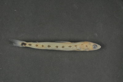Saurida gracilis
- Field ID: FLMOO 374
- Collection date: 2008-12-24
- Collection method: Light trap
- GPS: 17Â° 28' 57,0"" S - 149Â° 52' 22,0"" W
- Depth: -2m
- Standard length: 50mm
- COI DNA seq.:
CCTTTATCTTGTATTTGGTGCATGAGCCGGAATAGTCGGGACCGCCCTAAGCCTCCTCATTCGGGCCGAACTTAGTCAACCAGGGGCTCTTCTAGGGGACGACCAGATCTACAACGTTATCGTAACCGCCCACGCCTTTGTAATAATTTTCTTTATGGTAATACCAATTATAATCGGCGGCTTTGGCAACTGGCTAATCCCGCTAATGATTGGGGCCCCCGATATGGCATTCCCCCGAATGAACAATATGAGCTTTTGACTTCTTCCTCCCTCCTTTCTTCTTCTACTAGCTTCCTCTGGCGTAGAGGCTGGAGCGGGCACTGGGTGAACCGTCTACCCCCCCTTGGCTGGAAACCTGGCGCATGCCGGAGCATCTGTGGATCTCACCATTTTCTCCCTTCACCTGGCCGGAATTTCCTCTATCCTGGGGGCTATTAACTTTATTACTACCATCATCAACATGAAGCCCCCTGCAATCTCGCAGTATCAGACCCCCCTGTTCGTCTGGGCAGTCCTAATTACAGCCGTTCTCCTACTTTTGTCTCTTCCTGTTCTAGCAGCTGGCATTACCATGCTCCTAACAGACCGAAATCTCAACACCACCTTCTTTGACCCTGCAGGAGGTGGAGACCCAATTCTCTATCAACACCTATTC
