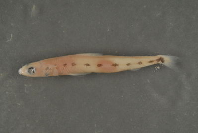 Saurida gracilis
- Field ID: FLMOO 452
- Collection date: 2009-2-26
- Collection method: Light trap
- GPS: 17Â° 29' 00,6"" S - 149Â° 52' 11,3"" W
- Depth: -2m
- Standard length: 52mm
- COI DNA seq.: 
CCTTTATCTTGTATTTGGTGCATGAGCCGGAATAGTCGGGACCGCCCTAAGCCTCCTCATTCGGGCCGAACTTAGTCAACCAGGGGCTCTTCTAGGGGACGACCAGATCTACAACGTTATCGTAACCGCCCACGCCTTTGTAATAATTTTCTTTATGGTAATACCAATTATAATCGGCGGCTTTGGCAACTGGCTAATCCCGCTAATGATTGGGGCCCCCGATATGGCATTCCCCCGAATGAACAATATGAGCTTTTGACTTCTTCCTCCCTCCTTTCTTCTTCTACTAGCTTCCTCTGGCGTAGAGGCTGGAGCGGGCACTGGGTGAACCGTCTACCCCCCCTTGGCTGGAAACCTGGCGCATGCCGGAGCATCTGTGGATCTCACCATTTTCTCCCTTCACCTGGCCGGAATTTCCTCTATCCTAGGGGCTATTAACTTTATTACTACCATCATCAACATGAAGCCCCCTGCAATCTCGCAGTATCAGACCCCCCTGTTCGTCTGGGCAGTCCTAATTACAGCCGTTCTCCTACTTTTGTCTCTTCCTGTTCTAGCAGCTGGCATTACCATGCTCCTAACAGACCGAAATCTCAACACCACCTTCTTTGACCCTGCAGGAGGTGGAGACCCAATTCTCTATCAACACCTATTC
