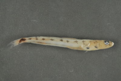 Saurida gracilis
- Field ID: FLMOO 504
- Collection date: 2009-2-27
- Collection method: Light trap
- GPS: 17Â° 29' 00,6"" S - 149Â° 52' 11,3"" W
- Depth: -2m
- Standard length: 52mm
- COI DNA seq.: 
CCTTTATCTTGTATTTGGTGCATGAGCCGGAATAGTCGGGACCGCCCTAAGCCTCCTCATTCGGGCCGAACTTAGTCAACCAGGGGCTCTTCTAGGGGACGACCAGATCTACAACGTTATCGTAACCGCCCACGCCTTTGTAATAATTTTCTTTATGGTAATACCAATTATAATCGGCGGCTTTGGCAACTGGCTAATCCCGCTAATGATTGGGGCCCCCGATATGGCATTCCCCCGAATGAACAATATGAGCTTTTGACTTCTTCCTCCCTCCTTTCTTCTTCTACTAGCTTCCTCTGGCGTAGAGGCTGGAGCGGGCACTGGGTGAACCGTCTACCCCCCCTTGGCTGGAAACCTGGCGCATGCCGGAGCATCTGTGGATCTCACCATTTTCTCCCTTCACCTGGCCGGAATTTCCTCTATCCTAGGGGCTATTAACTTTATTACTACCATCATCAACATGAAGCCCCCTGCAATCTCGCAGTATCAGACCCCCCTGTTCGTCTGGGCAGTCCTAATTACAGCCGTTCTCCTACTTTTGTCTCTTCCTGTTCTAGCAGCTGGCATTACCATGCTCCTAACAGACCGAAATCTCAACACCACCTTCTTTGACCCTGCAGGAGGTGGAGACCCAATTCTCTATCAACACCTATTC
