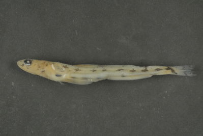 Saurida gracilis
- Field ID: FLMOO 524
- Collection date: 2009-2-27
- Collection method: Light trap
- GPS: 17Â° 28' 56,0"" S - 149Â° 52' 26,0"" W
- Depth: 2
- Standard length: 53mm
- COI DNA seq.:
CCTTTATCTTGTATTTGGTGCATGAGCCGGAATAGTCGGGACCGCCCTAAGCCTCCTCATTCGGGCCGAACTTAGTCAACCAGGGGCTCTTCTAGGGGACGACCAGATCTACAACGTTATCGTAACCGCCCACGCCTTTGTAATAATTTTCTTTATGGTAATACCAATTATAATCGGCGGCTTTGGCAACTGGCTAATCCCGCTAATGATTGGGGCCCCCGATATGGCATTCCCCCGAATGAACAATATGAGCTTTTGACTTCTTCCTCCCTCCTTTCTTCTTCTACTAGCTTCCTCTGGCGTAGAGGCTGGAGCGGGCACTGGGTGAACCGTCTACCCCCCCTTGGCTGGAAACCTGGCGCATGCCGGAGCATCTGTGGATCTCACCATTTTCTCCCTTCACCTGGCCGGAATTTCCTCTATCCTAGGGGCTATTAACTTTATTACTACCATCATCAACATGAAGCCCCCTGCAATCTCGCAGTATCAGACCCCCCTGTTCGTCTGGGCAGTCCTAATTACAGCCGTTCTCCTACTTTTGTCTCTTCCTGTTCTAGCAGCTGGCATTACCATGCTCCTAACAGACCGAAATCTCAACACCACCTTCTTTGACCCTGCAGGAGGTGGAGACCCAATTCTCTATCAACACCTATTC
