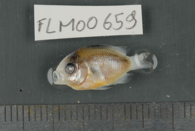 Stegastes nigricans
- Field ID: FLMOO_659
- Collection date: 2009-10-19
- Collection method: Light trap
- GPS: 17Â°28'57,00""S - 149Â°52'22,01""W
- Depth: -2m
- Standard lengh: 19mm
- COI DNA seq.: 
CCTTTATCTAGTATTTGGTGCCTGGGCCGGAATAGTAGGAACAGCTTTAAGTCTCCTCATTCGGGCAGAACTAAGCCAACCAGGTGCTCTCCTCGGAGACGACCAGATTTACAATGTTATTGTTACAGCACATGCCTTTGTAATAATTTTCTTTATAGTAATACCAATCATGATTGGAGGATTTGGAAATTGACTTATCCCCCTAATGATTGGAGCCCCCGATATGGCTTTCCCTCGAATAAACAACATGAGTTTTTGACTCCTTCCCCCATCATTTCTCCTCCTGCTTGCTTCTTCAGGTGTTGAAGCAGGCGCAGGAACAGGGTGAACTGTATACCCCCCACTCTCTGGCAACTTAGCCCACGCAGGGGCTTCCGTTGACCTGACTATTTTTTCACTTCACCTAGCAGGGATCTCGTCCATCCTAGGTGCAATTAACTTCATTACTACAATTATTAATATGAAACCGCCCGCTATTTCCCAATACCAAACCCCACTCTTTGTGTGAGCCGTACTAATCACGGCCGTCCTACTACTCCTCTCTCTTCCAGTACTGGCAGCCGGAATTACTATGCTTCTGACGGACCGGAACCTAAACACCACTTTCTTTGACCCTGCAGGAGGAGGAGATCCCATTCTTTACCAACATCTATTC
