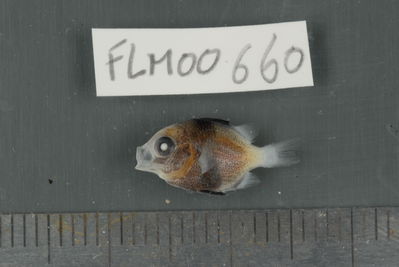 Dascyllus flavicaudus
- Field ID: FLMOO_660
- Collection date: 2009-10-19
- Collection method: Light trap
- GPS: 17Â°28'57,00""S - 149Â°52'22,01""W
- Depth: -2m
- Standard lengh: 14mm
- COI DNA seq.: 
CCTCTATCTAGTATTTGGTGCCTGAGCTGGGATAGTAGGTACAGCCCTAAGCCTGCTTATCCGGGCAGAGCTAAGCCAACCAGGCGCTCTTCTAGGGGACGACCAGATTTATAATGTCATCGTTACAGCGCACGCCTTTGTAATAATTTTCTTTATAGTAATACCAATTATGATTGGAGGGTTTGGAAACTGACTAATTCCTCTTATGATTGGAGCCCCTGACATGGCATTCCCCCGAATAAACAATATAAGTTTCTGACTCTTGCCCCCTTCATTCCTTCTTCTGCTGGCCTCTTCTGGCGTCGAAGCAGGGGCAGGCACAGGATGAACCGTCTACCCTCCCTTATCAGGAAACTTAGCGCATGCAGGAGCTTCCGTAGATCTGACCATTTTCTCGCTCCATCTGGCAGGAATTTCCTCAATCCTGGGGGCAATCAATTTTATCACAACCATCATTAACATGAAACCTCCCGCTATCACCCAGTACCAAACCCCTCTTTTTGTGTGAGCCGTCCTCATCACTGCTGTACTTCTCCTTCTATCCCTTCCAGTCCTAGCTGCTGGAATTACCATGCTCTTAACTGACCGTAACCTAAATACTACATTCTTTGACCCAGCAGGAGGAGGAGACCCGATCCTCTATCAACATTTATTC

