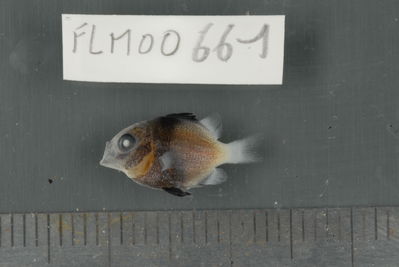 Dascyllus flavicaudus
- Field ID: FLMOO_661
- Collection date: 2009-10-19
- Collection method: Light trap
- GPS: 17Â°28'57,00""S - 149Â°52'22,01""W
- Depth: -2m
- Standard lengh: 14mm
- COI DNA seq.: 
CCTCTATCTAGTATTTGGTGCCTGAGCTGGGATAGTAGGTACAGCCCTAAGCCTGCTTATCCGGGCAGAGCTAAGCCAACCAGGCGCTCTTCTAGGGGACGACCAGATTTATAATGTTATCGTTACAGCGCACGCCTTTGTAATAATTTTCTTTATAGTAATACCAATTATGATTGGAGGGTTTGGAAACTGACTAATTCCTCTTATGATTGGAGCCCCTGACATGGCATTCCCCCGAATAAACAATATAAGTTTCTGACTCTTGCCCCCTTCATTCCTTCTTCTGCTGGCCTCTTCTGGCGTCGAAGCAGGGGCAGGCACAGGATGAACCGTCTACCCTCCCTTATCAGGAAACTTAGCGCATGCAGGAGCTTCCGTAGATCTGACCATTTTCTCGCTCCATCTGGCAGGAATTTCCTCAATCCTGGGGGCAATCAATTTTATCACAACCATCATTAACATGAAACCTCCCGCTATCACCCAGTACCAAACCCCTCTTTTTGTGTGAGCCGTCCTCATCACTGCTGTACTTCTCCTTCTATCCCTTCCAGTCCTAGCTGCTGGAATTACCATGCTCTTAACTGACCGTAACCTAAATACTACATTCTTTGACCCAGCAGGAGGAGGAGACCCGATCCTCTATCAACATTTATTC
