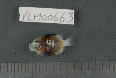 Dascyllus flavicaudus
- Field ID: FLMOO_663
- Collection date: 2009-10-19
- Collection method: Light trap
- GPS: 17Â°28'57,00""S - 149Â°52'22,01""W
- Depth: -2m
- Standard lengh: 13mm
- COI DNA seq.: 
CCTCTATCTAGTATTTGGTGCCTGAGCTGGGATAGTAGGTACAGCCCTAAGCCTGCTTATCCGGGCAGAGCTAAGCCAACCAGGCGCTCTTCTAGGGGACGACCAGATTTATAATGTTATCGTTACAGCGCACGCCTTTGTAATAATTTTCTTTATAGTAATACCAATTATGATTGGAGGGTTTGGAAACTGACTAATTCCTCTTATGATTGGAGCCCCTGACATGGCATTCCCCCGAATAAACAATATAAGTTTCTGACTCTTGCCCCCTTCATTCCTTCTTCTGCTGGCCTCTTCTGGCGTCGAAGCAGGGGCAGGCACAGGATGAACCGTCTACCCTCCCTTATCAGGAAACTTAGCGCATGCAGGAGCTTCCGTAGATCTGACCATTTTCTCGCTCCATCTGGCAGGAATTTCCTCAATCCTGGGGGCAATCAATTTTATCACAACCATCATTAACATGAAACCTCCCGCTATCACCCAGTACCAAACCCCTCTTTTTGTGTGAGCCGTCCTCATCACTGCTGTACTTCTCCTTCTATCCCTTCCAGTCCTAGCTGCTGGAATTACCATGCTCTTAACTGACCGTAACCTAAATACTACATTCTTTGACCCAGCAGGAGGAGGAGACCCGATCCTCTATCAACATTTATTC
