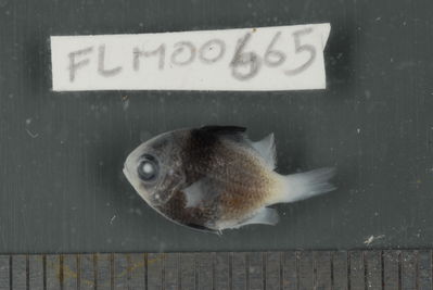 Dascyllus flavicaudus
- Field ID: FLMOO_665
- Collection date: 2009-10-19
- Collection method: Light trap
- GPS: 17Â°28'55,99""S - 149Â°52'26,00""W
- Depth: -2m
- Standard lengh: 13mm
- COI DNA seq.: 
CCTCTATCTAGTATTTGGTGCCTGAGCTGGGATAGTAGGTACAGCCCTAAGCCTGCTTATCCGGGCAGAGCTAAGCCAACCAGGCGCTCTTCTAGGGGACGACCAGATTTATAATGTCATCGTTACAGCGCACGCCTTTGTAATAATTTTCTTTATAGTAATACCAATTATGATTGGAGGGTTCGGAAACTGGCTAATTCCTCTTATGATTGGAGCCCCTGACATGGCATTCCCCCGAATAAACAATATAAGTTTCTGACTCTTGCCCCCTTCATTCCTTCTTCTGCTGGCCTCTTCTGGCGTCGAAGCAGGGGCAGGCACAGGATGAACCGTCTACCCTCCCTTATCAGGAAACTTAGCGCATGCAGGAGCTTCCGTAGATCTGACCATTTTCTCGCTCCATCTGGCAGGAATTTCCTCAATCCTGGGGGCAATCAATTTTATCACAACCATCATTAACATGAAACCTCCCGCTATCACCCAGTACCAAACCCCTCTTTTTGTGTGAGCCGTCCTCATCACTGCTGTACTTCTCCTTCTATCCCTTCCAGTCCTAGCTGCTGGGATTACCATGCTCTTAACTGACCGTAACCTAAATACTACATTCTTTGACCCAGCAGGAGGAGGAGACCCGATCCTCTATCAACATTTATTC
