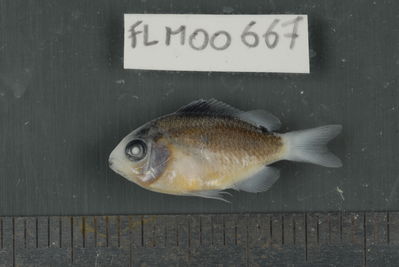 Stegastes albifasciatus
- Field ID: FLMOO_667
- Collection date: 2009-10-19
- Collection method: Light trap
- GPS: 17Â°28'55,99""S - 149Â°52'26,00""W
- Depth: -2m
- Standard lengh: 20mm
- COI DNA seq.: 
CCTTTATCTAGTATTCGGTGCCTGGGCCGGAATGGTAGGGACAGCTTTAAGCCTCCTCATTCGGGCAGAACTAAGCCAACCAGGCGCTCTCCTCGGAGACGACCAGATTTACAATGTTATTGTTACAGCACATGCCTTTGTAATAATTTTCTTTATAGTAATACCAATTATGATTGGAGGATTTGGAAATTGACTTATCCCCCTAATAATTGGAGCCCCCGACATGGCCTTCCCTCGAATAAACAACATGAGTTTTTGACTCCTACCCCCATCCTTTCTCCTCCTACTTGCTTCTTCAGGCGTTGAAGCAGGTGCAGGAACAGGATGAACTGTATACCCCCCACTTTCTGGCAACTTAGCCCACGCAGGCGCTTCTGTTGACCTGACTATTTTCTCACTCCACCTAGCAGGAATTTCATCCATCCTAGGTGCAATTAATTTTATCACTACAATTATTAATATAAAACCGCCTGCTATCTCCCAATACCAAACCCCACTCTTCGTGTGGGCCGTATTGATTACCGCCGTTCTTCTTCTCCTCTCCCTCCCAGTACTGGCTGCCGGAATTACCATGCTTCTAACGGATCGAAACTTAAACACTACTTTCTTTGACCCTGCAGGAGGAGGAGACCCCATTCTATACCAACACCTTTTC

