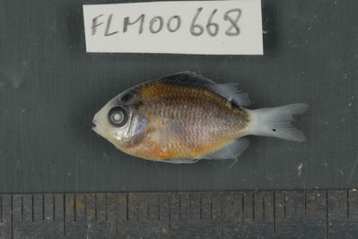 Stegastes albifasciatus
- Field ID: FLMOO_668
- Collection date: 2009-10-19
- Collection method: Light trap
- GPS: 17Â°28'55,99""S - 149Â°52'26,00""W
- Depth: -2m
- Standard lengh: 20mm
- COI DNA seq.: 
CCTTTATCTAGTATTCGGTGCCTGGGCCGGAATGGTAGGGACAGCTTTAAGCCTCCTCATTCGGGCAGAACTAAGCCAACCAGGCGCTCTCCTCGGAGACGACCAGATTTACAATGTTATTGTTACAGCACATGCCTTTGTAATAATTTTCTTTATAGTAATACCAATTATGATTGGAGGATTTGGAAATTGACTTATCCCCCTAATAATTGGAGCCCCCGACATGGCCTTCCCTCGAATAAACAACATGAGTTTTTGACTCCTACCCCCATCCTTTCTCCTCCTACTTGCTTCTTCAGGCGTTGAAGCAGGTGCAGGAACAGGATGAACTGTATACCCCCCACTTTCTGGCAACTTAGCCCACGCAGGCGCTTCTGTTGACCTGACTATTTTCTCACTCCACCTAGCAGGAATTTCATCCATCCTAGGTGCAATTAATTTTATCACTACAATTATTAATATAAAACCGCCTGCTATCTCCCAATACCAAACCCCACTCTTCGTGTGGGCCGTATTGATTACCGCCGTTCTTCTTCTCCTCTCCCTCCCAGTACTGGCTGCCGGAATTACCATGCTTCTAACGGATCGAAACTTAAACACTACTTTCTTTGACCCTGCAGGAGGAGGAGACCCCATTCTATACCAACACCTTTTC


